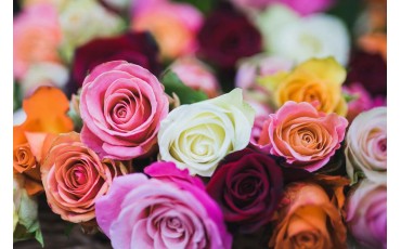 El significado del color de las Rosas